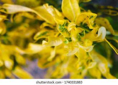 Yellow leaf background and sumer lesf background