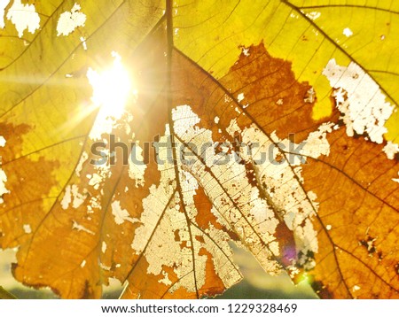 Similar – Foto Bild Detail eines Smilax-Asperablattes mit Sonnenlicht und Bokeh-Hintergrund