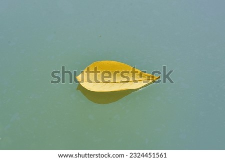 yellow leaf floating on the blue water look its reflection 