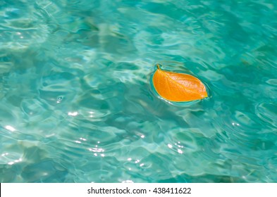 Yellow Leaf Floating On Toe Water