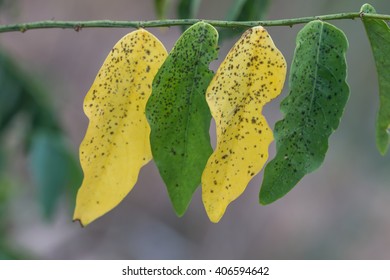 Yellow leaf and green leaf