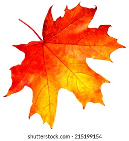 43,775 Single maple leaf Stock Photos, Images & Photography | Shutterstock