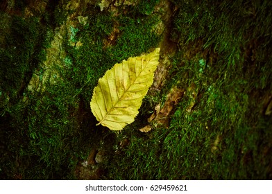 Yellow leaf lying on a tree covered with moss