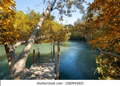 yellow leaf Mangrove forest wood walk way, Thung prong thong, Rayong, Thailand
