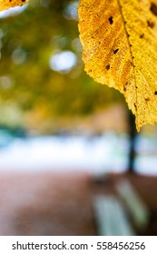 yellow leaf on background