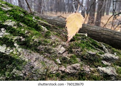 yellow leaf on the background of an old tree