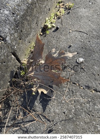 Similar – Image, Stock Photo Concrete steps with fall leaves