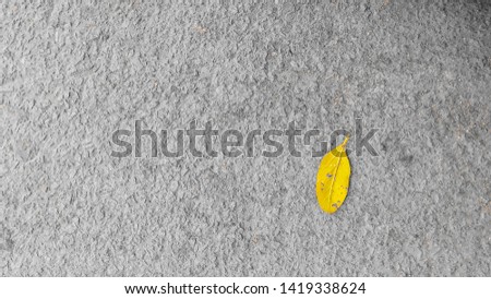 Similar – Foto Bild braun-weiß Herbst Blatt