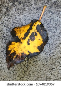 yellow leaf on a surface
