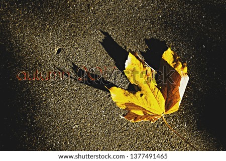 Similar – Image, Stock Photo leaf Nature Plant Autumn