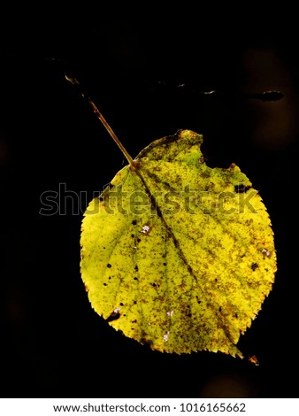 Similar – Image, Stock Photo After the rain Plant Earth