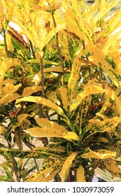 Yellow leafs - background
