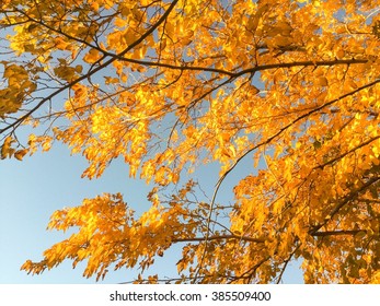 Yellow leafs on fruitless Mulberry tree against blue sky. On set of fall, the changing of the season.