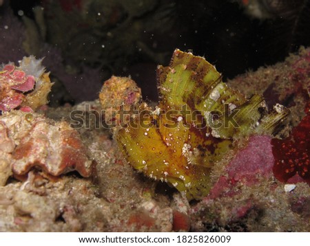 Yellow Leafy Scorpion Fish Posing for Camera