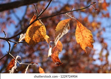 Yellow Leave On Tree In Autumn New England 