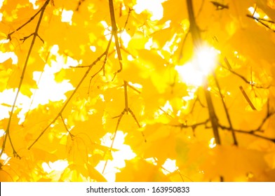 Yellow Leaves