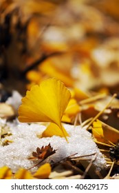 Yellow Leaves - Shutterstock ID 40629175