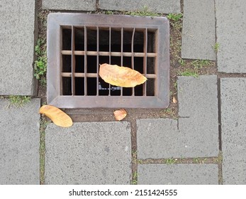 Yellow Leaves Above The Rainwater Drain