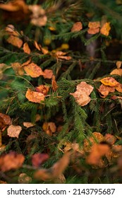 Yellow Leaves Of The Aspen Tree On The Green Branches Of The Christmas Tree. Beautiful Autumn Nature