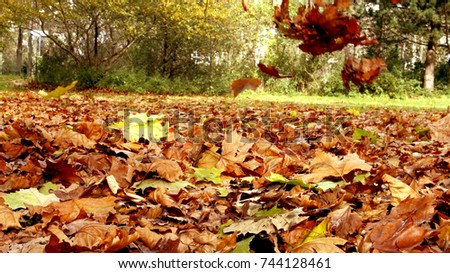 Similar – Image, Stock Photo flurry of leaves Nature