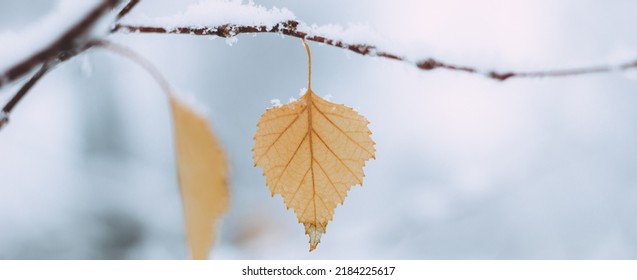 Yellow leaves and birch catkins covered first snow. Winter or late autumn, beautiful nature, frozen leaf on a blurred background, it's snowing. Natural seasonal tree branches close-up. Photo banner - Powered by Shutterstock