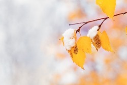 Yellow Leaves And Catkins Of Birch Tree Covered First Snow. Winter Or Late Autumn Scene, Beautiful Nature Frozen Leaf On Blurred Background, It Is Snowing. Natural Environment Branches Of Tree Closeup