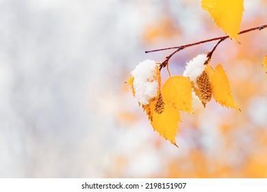 Yellow leaves and catkins of birch tree covered first snow. Winter or late autumn scene, beautiful nature frozen leaf on blurred background, it is snowing. Natural environment branches of tree closeup - Shutterstock ID 2198151907