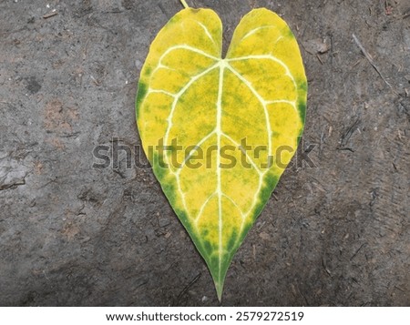 Similar – Foto Bild Getrocknetes Elefantenohrblatt mit einem Schatten von Sonnenlicht auf einem schwarzen Tisch