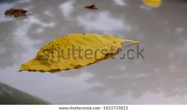 The yellow leaves fall on the roof of the\
car and there is a reflection of the\
trees.