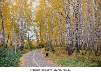 Yellow leaves falling from trees and covering asphalt footpath in autumn park. Plantations of birch surround long pathwalk for tourists