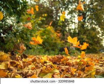 Yellow leaves falling from trees on a sunny autumn day