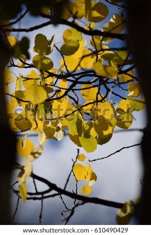 Similar – Herbstfoto Natur Himmel