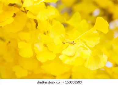 Yellow Leaves Of Ginkgo