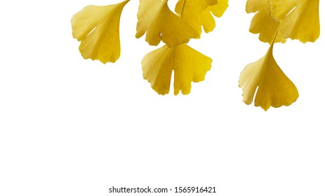 イラスト イチョウ の写真素材 画像 写真 Shutterstock