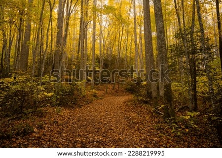 Yellow Leaves Highlight Thick Forest in Great Smoky Mountains National Park in fall