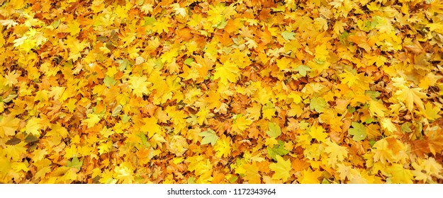 A Lot Of Yellow Leaves Lie On The Ground