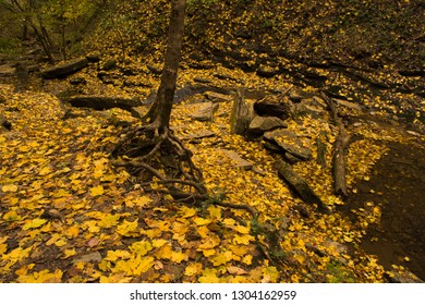 Yellow Leaves Litter The Ground At Jackson Falls, TN