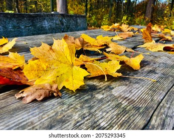 Yellow Leaves Lying On Wooden Picnic Bench Outdoors In Autumn