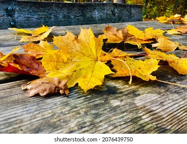 Yellow Leaves Lying On Wooden Picnic Bench Outdoors In Autumn