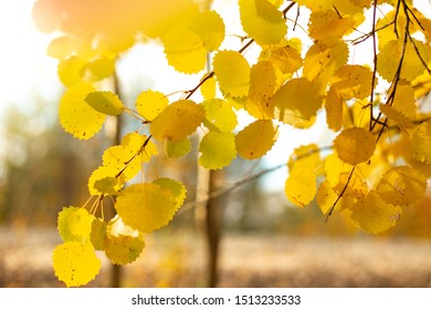 Yellow Leaves On An Aspen Branch On A Sunny Autumn Day