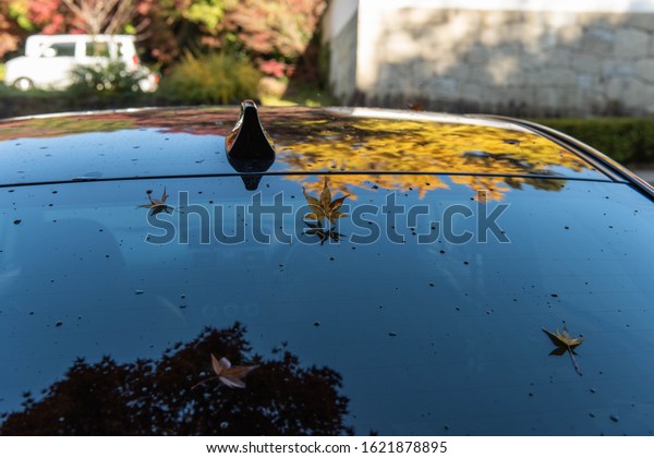 The yellow leaves on\
the roof of the car