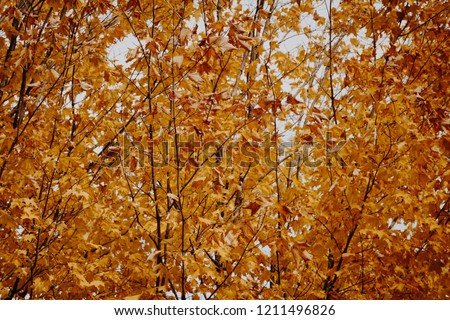 Similar – Foto Bild Indian Summer Natur