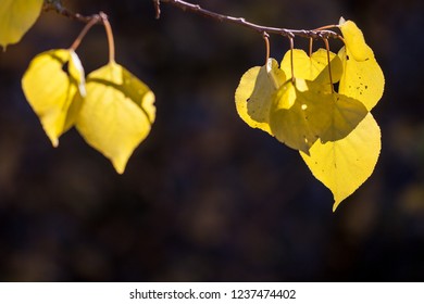 yellow leaves on a tree in backlight