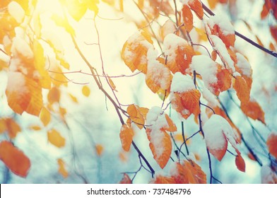 Yellow leaves in snow on sun. Late fall and early winter. Blurred nature background with shallow dof. The first snowfall.