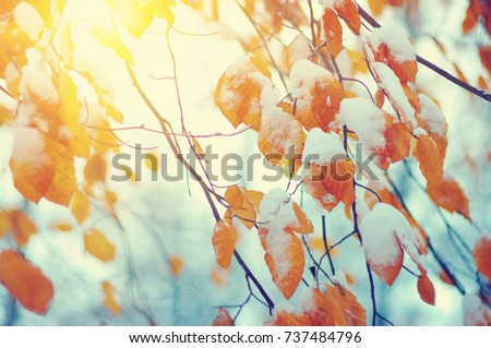 Yellow leaves in snow on sun. Late fall and early winter. Blurred nature background with shallow dof. The first snowfall.