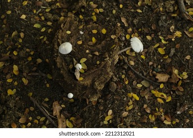 Yellow Leaves And Soil During Fall With Fungi Mushrooms Growth Out Of Cow Manure.