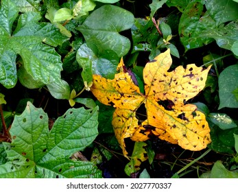 Yellow Leaves That Are In Stark Contrast To Others