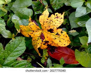 Yellow Leaves That Are In Stark Contrast To Others