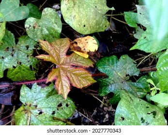 Yellow Leaves That Are In Stark Contrast To Others