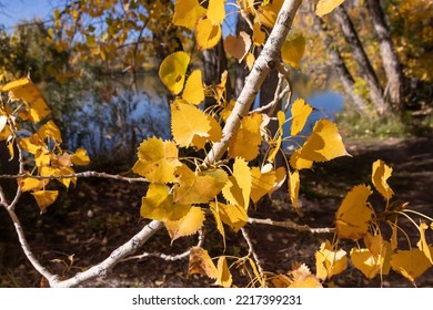 Yellow leaves tree fall time season October 22 2022 denver Colorado Kountze lake belter